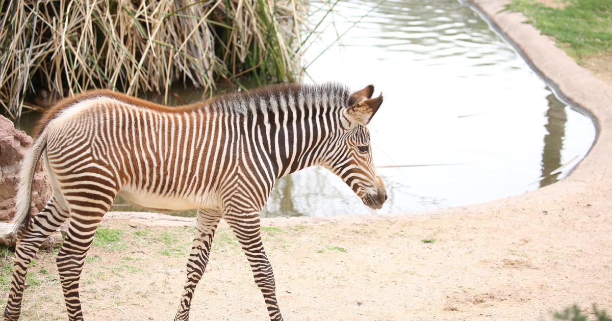 Blank Park Zoo introduces baby zebra, addax, both born this spring
