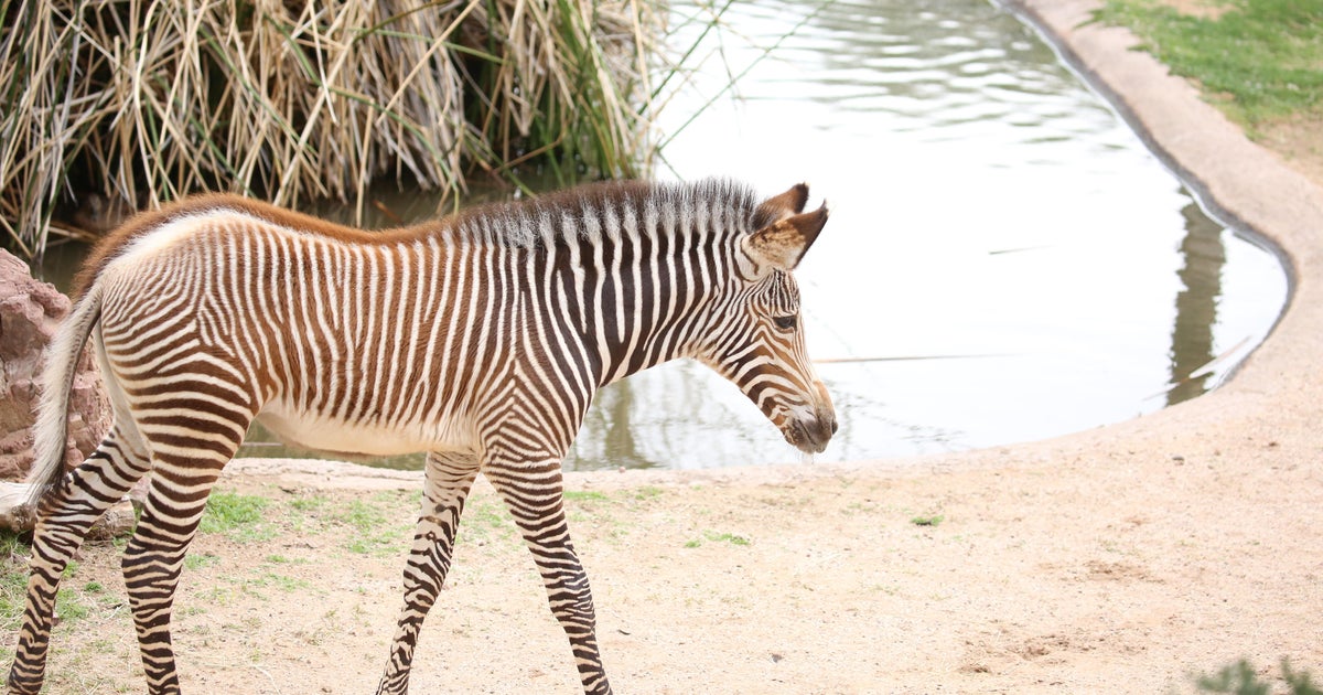 Baby zebra born on Xmas dies at Arizona zoo Baby zebra born on Xmas dies at Arizona zoo