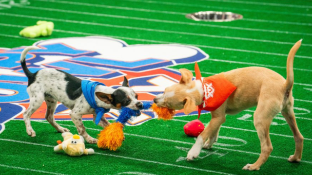 puppy-bowl-hero.png 