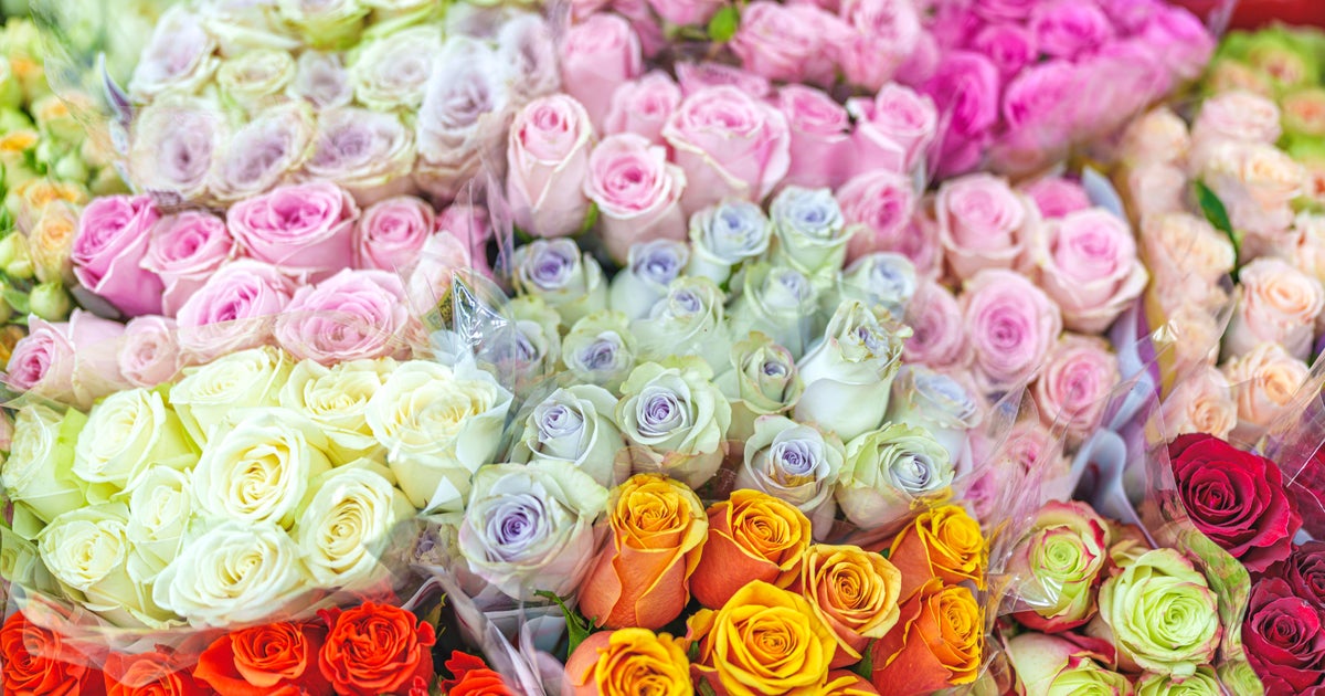 Enjoy (and 460 million bouquets) are in the air for Valentine’s Working day, but not devoid of a Miami layover Enjoy (and 460 million bouquets) are in the air for Valentine’s Working day, but not devoid of a Miami layover