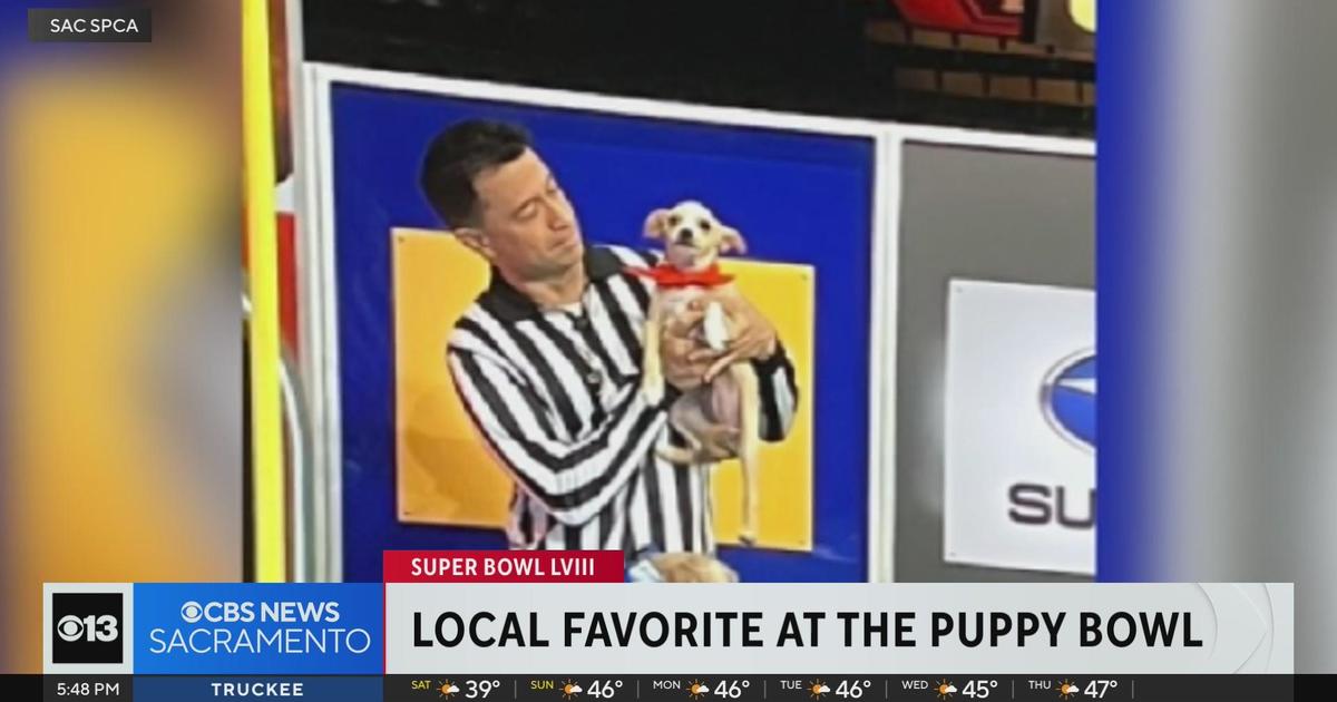 Fan favorite Bark Purdy to suit up for Puppy Bowl - CBS Sacramento