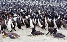 Nature: Guanay cormorants in Peru 