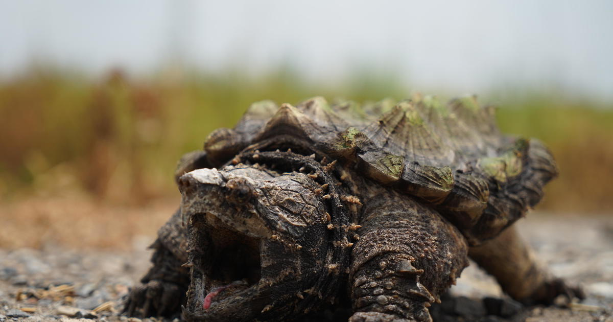„Подобна на динозавър“ щракаща костенурка на име Флафи, открита в Обединеното кралство на хиляди мили от родния дом в САЩ