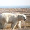 Polar bears at risk of starvation amid longer ice-free seasons, study says