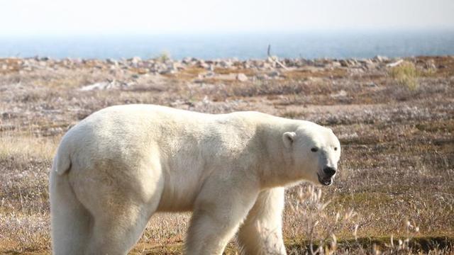Polar bear on land in Western Hudson Bay region 