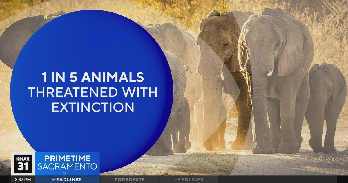 The Answer: Why is one-fifth of animals threatened with extinction?