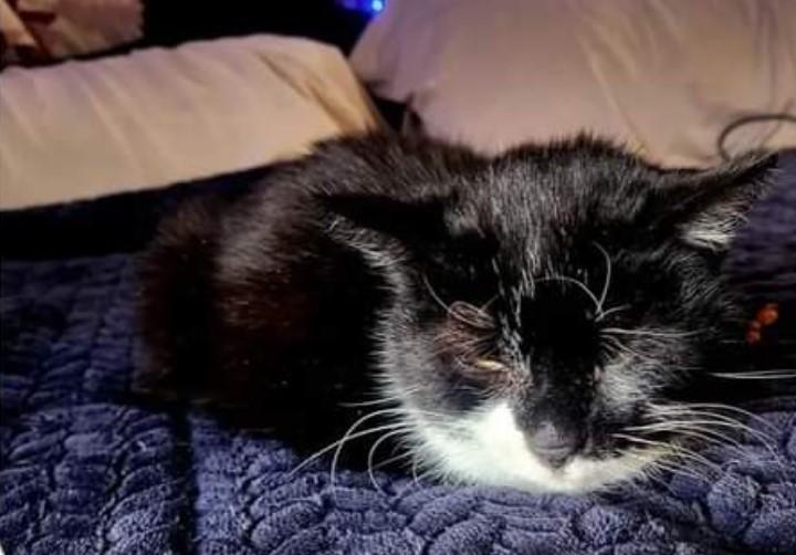 Elderly cat beaten and thrown against wall in Butler, humane officers ...