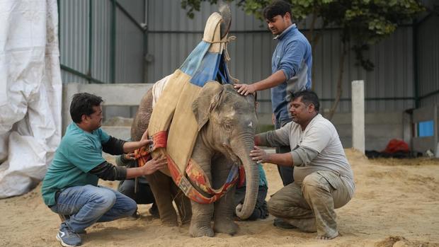 india-elephant-rescue.jpg 
