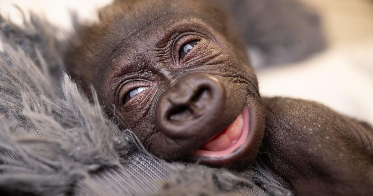Fort Worth OB-GYN makes history delivering baby gorilla: