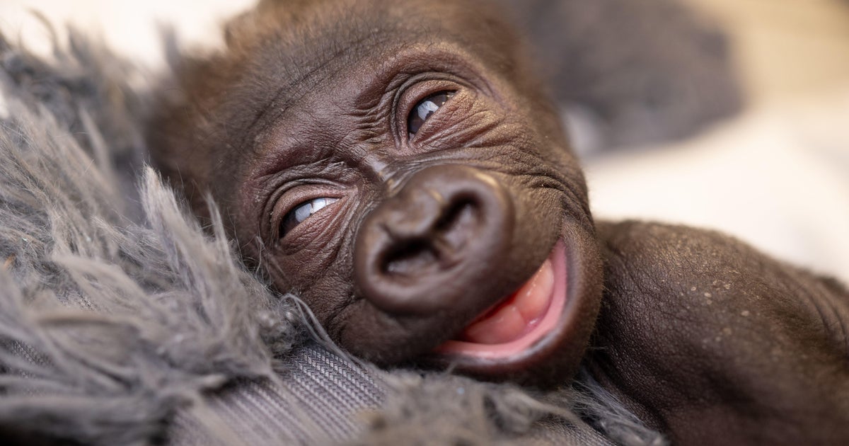 Fort Worth OB-GYN makes history delivering baby gorilla: Fort Worth OB-GYN makes history delivering baby gorilla: