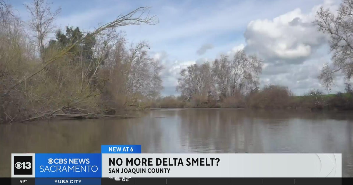 No Delta smelt found for sixth consecutive year