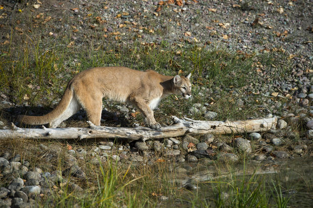 Young cougar (captive), Montana, United States 