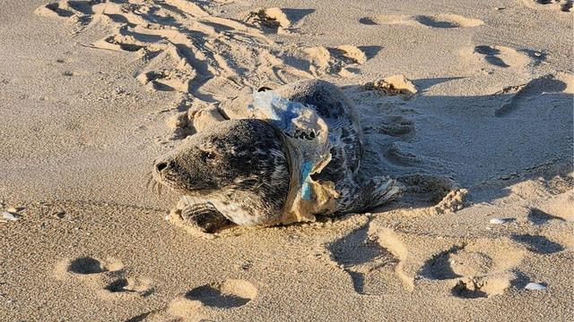 Seal pup rescued in Beach Haven, NJ 