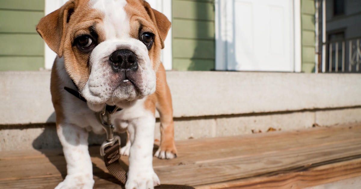 3 стъпки за застраховка за домашни любимци, които новите собственици на кучета трябва да направят
