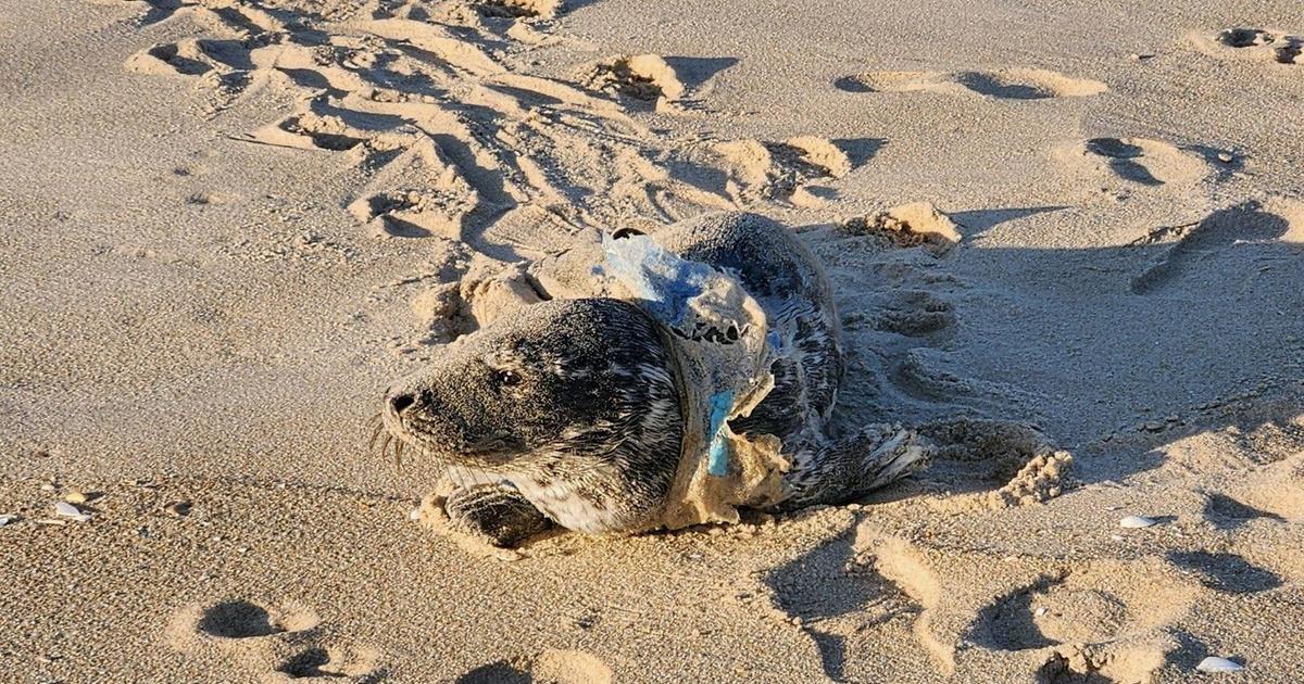 Baby seal with neck entangled in plastic rescued in New Jersey amid annual pup migration
