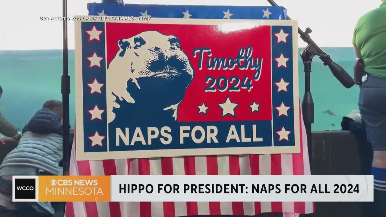 Hippo announces presidential bid - CBS Minnesota