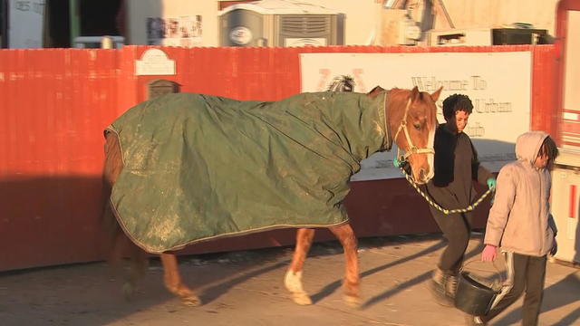 Horse returned to Fletcher Street Urban Riding Club in Philadelphia 