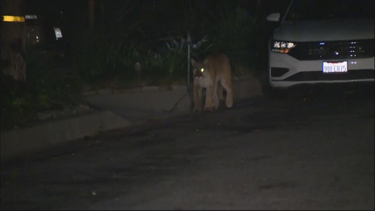 mountain-lion-sierra-madre.jpg 