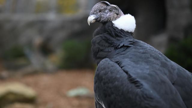 nationalaviary-new-male-andean-condor-bud-photo-by-mike-faix.jpg 