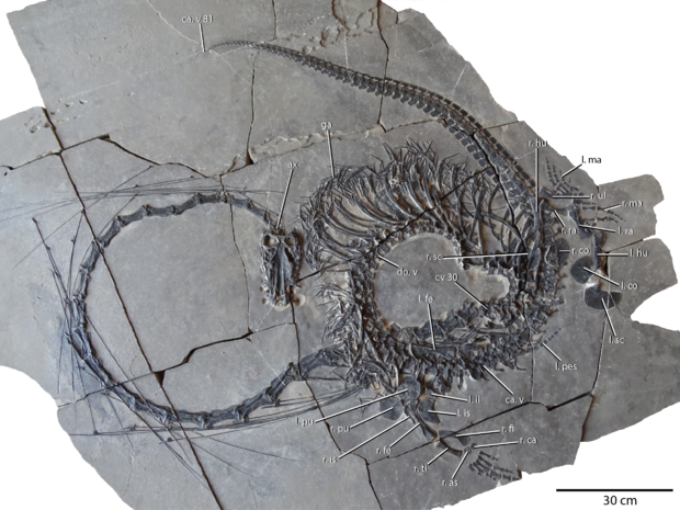 dinocephalosaurus-orientalis-image-c-national-museums-scotland-2.png 