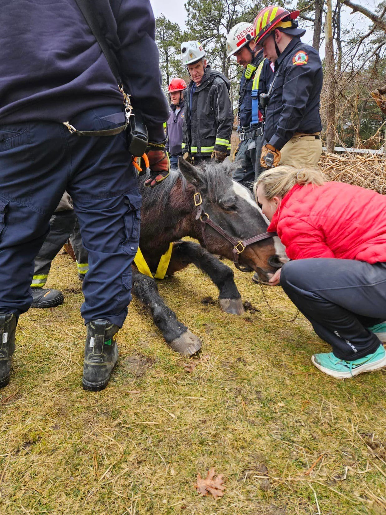 Elderly horse rescued after falling over in Plymouth - CBS Boston