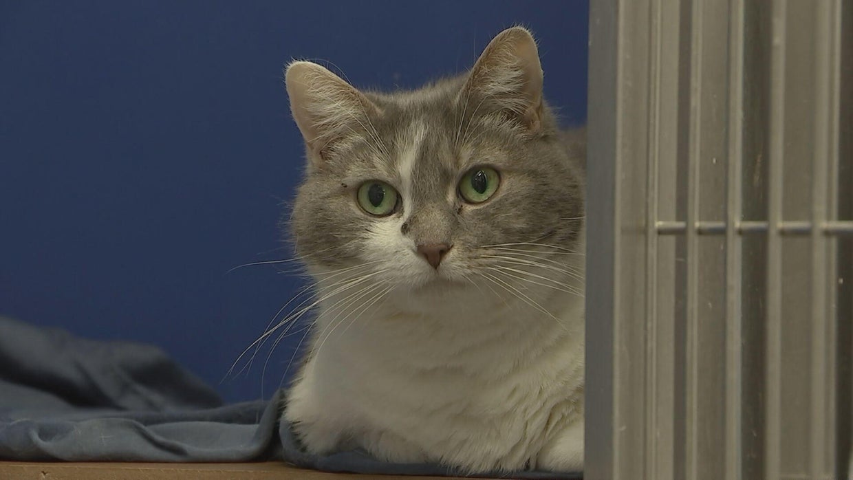 Pet Project: Reading your cat's body language - CBS Philadelphia