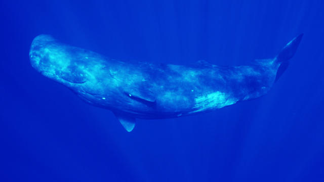 Sperm whale (Physeter macrocephalus), side view 