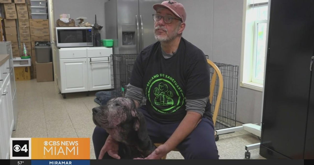 Redland man’s mission is help you save as lots of stray, deserted pet dogs as attainable Redland man’s mission is help you save as lots of stray, deserted pet dogs as attainable