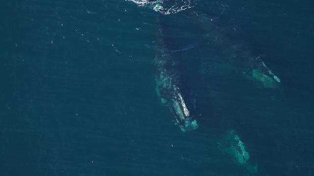 31 critically endangered right whales seen off Massachusetts in unusual  occurrence - CBS Boston