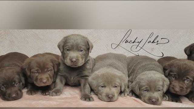 Schoolcraft College seeking help in naming 5 puppies to serve as comfort dogs 