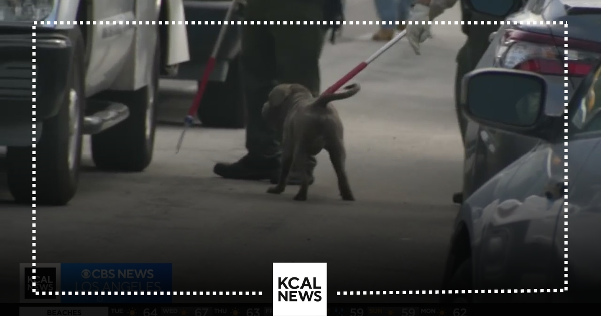 2 hospitalized after being mauled by pack of dogs in Azusa - CBS Los ...