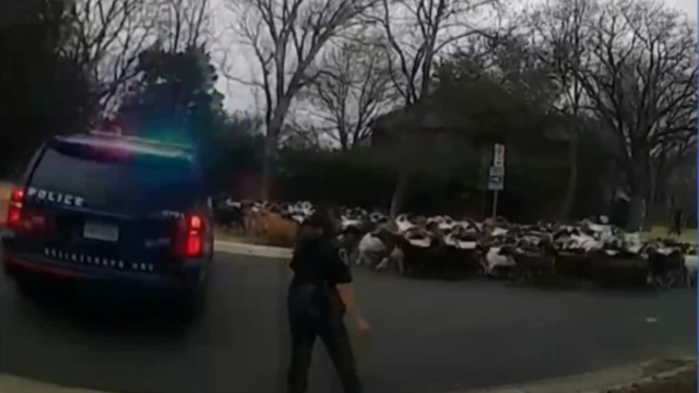 Herd of goats run wild through Arlington neighborhood 