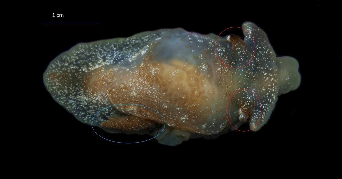 Researchers found a new species in the waters off of the U.K. — but they didn’t realize it at first
