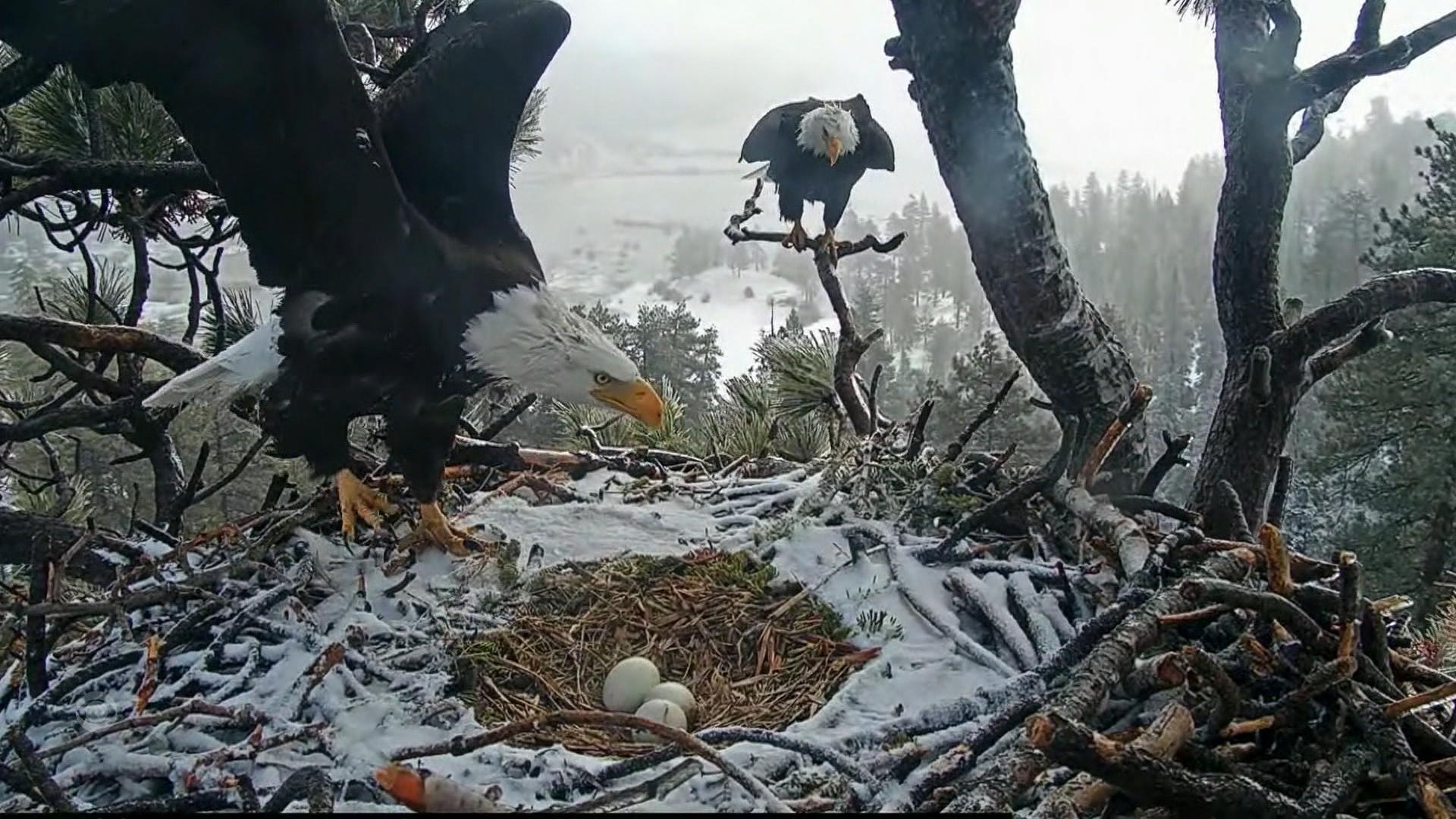 Webcam audience eagerly awaits bald eagle hatching