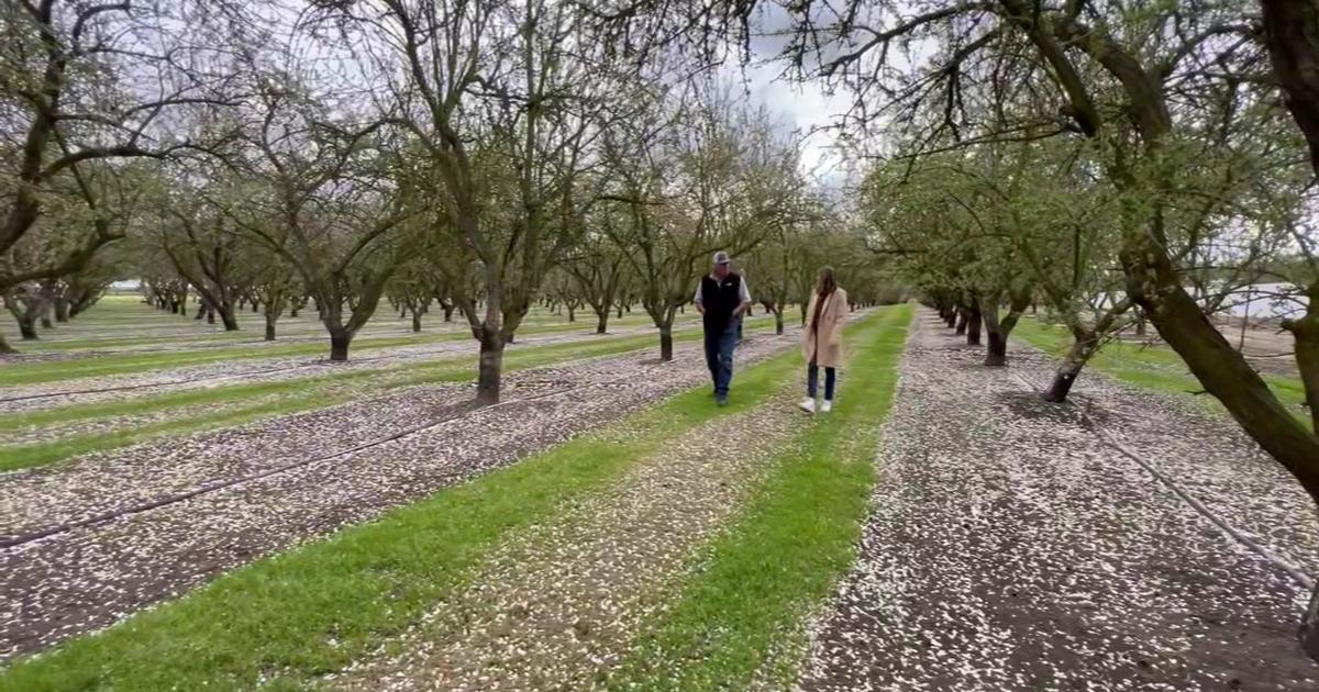 Costs cripple California's leading crop, some almond growers say game over