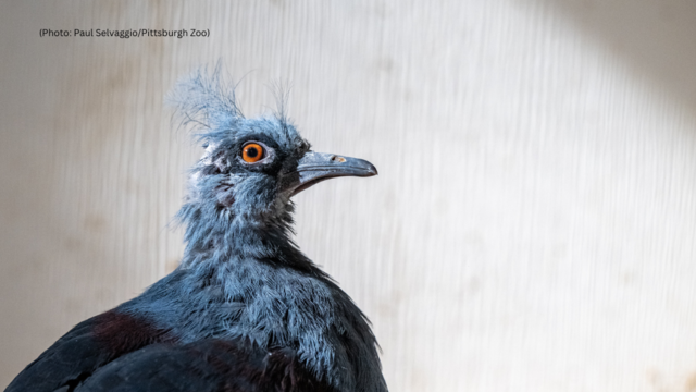 kdka-western-crowned-pigeon.png 