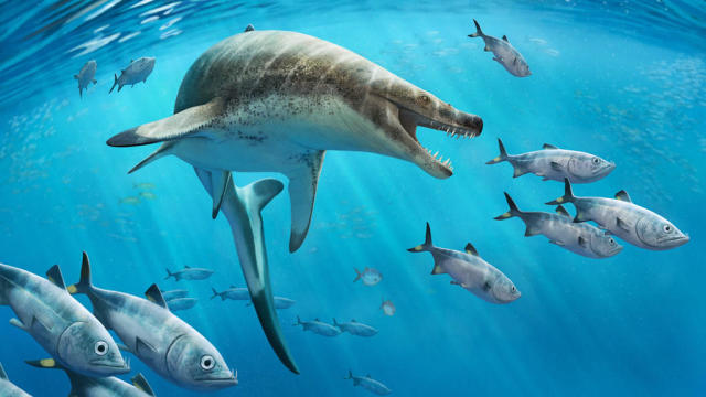  Prehistoric White Sharks - Types, Facts, Origins, and Fossil  Identification