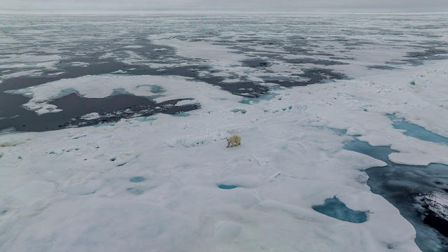 Melting ice in the Arctic sea 