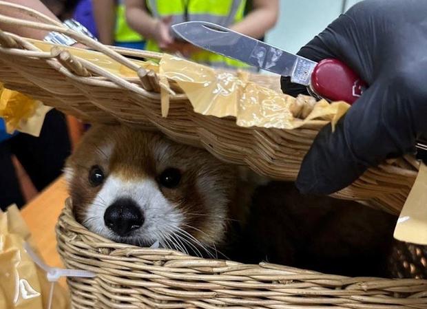 Endangered red panda among 87 live animals seized from smugglers at Thailand airport