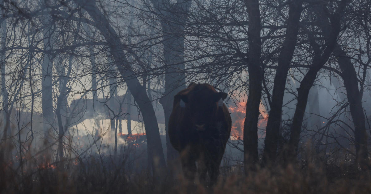More than 7,000 cows have died in Texas Panhandle wildfires, causing a "total wipeout" for many local ranchers