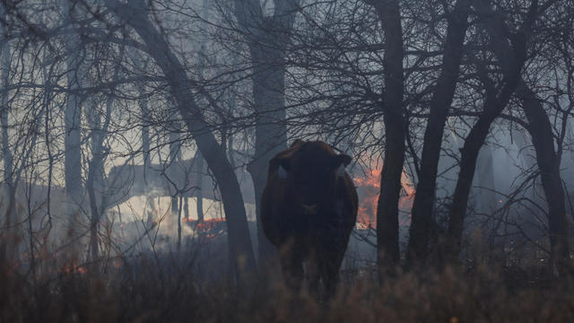 Wildfires kick up in high winds in the Texas panhandle, U.S. 