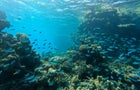 Efforts are underway to plant new coral along the Great Barrier Reef 