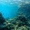 Great Barrier Reef again undergoes mass coral bleaching event
