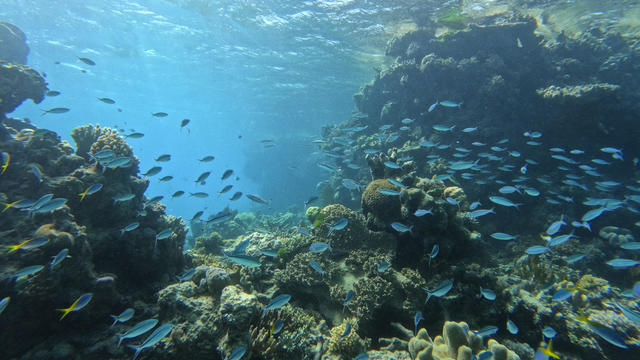 Efforts are underway to plant new coral along the Great Barrier Reef 