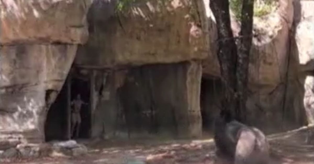 of gorilla at Fort Worth Zoo charging workers goes viral - CBS Texas