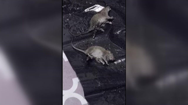 Landlord Issued Arrest Warrant for Neglecting New York City Properties