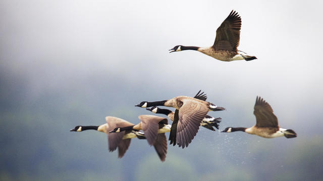 Beautiful Close Up of Geese in Flight Against Mountains in Pennsylvania 