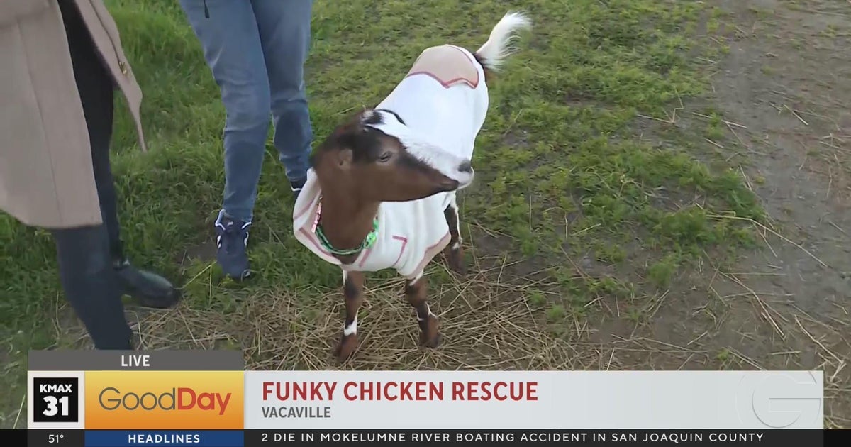 Funky Chicken Rescue - Good Day Sacramento