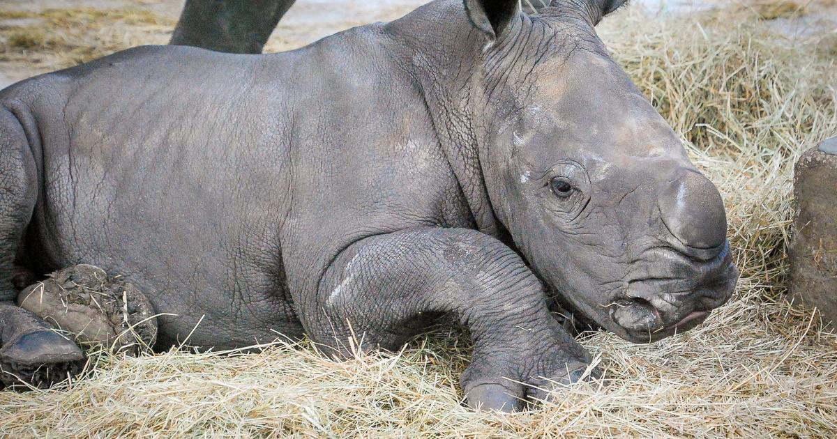 Lion Region Safari welcomes beginning of white rhinoceros