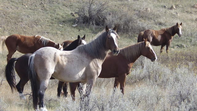 Wild Horses North Dakota 